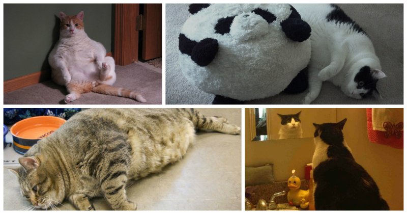 20 упитанных котов, которые плевать хотели на эти ваши диеты (21 фото)