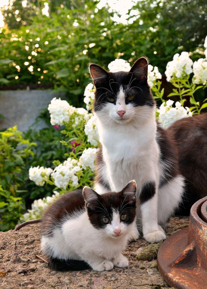 Кошки и котята: они, как две капли, похожи друг на друга! (20 фото)