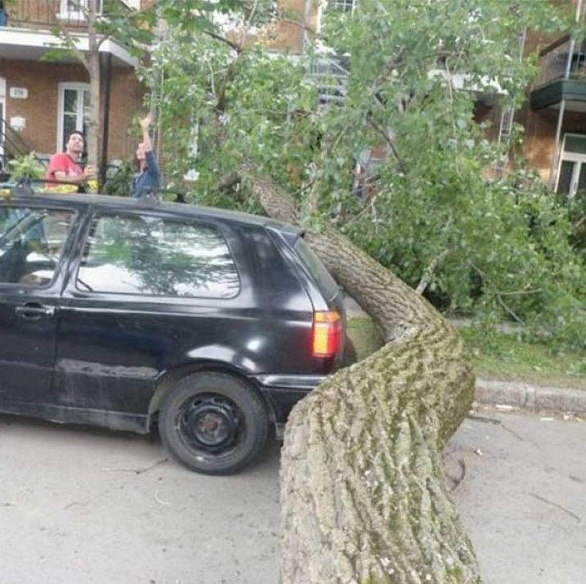 Какой повезло. Повезло авто. Дерево на автомобиль повезло. Повезло прикол. Повезло картинки прикольные.