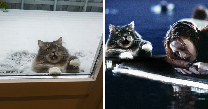 Кот в окне стал героем забавной фотошоп-битвы (17 фото)