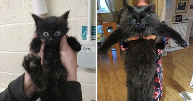 25 фотографий кошек до и после того, как их подобрали с улицы (26 фото)