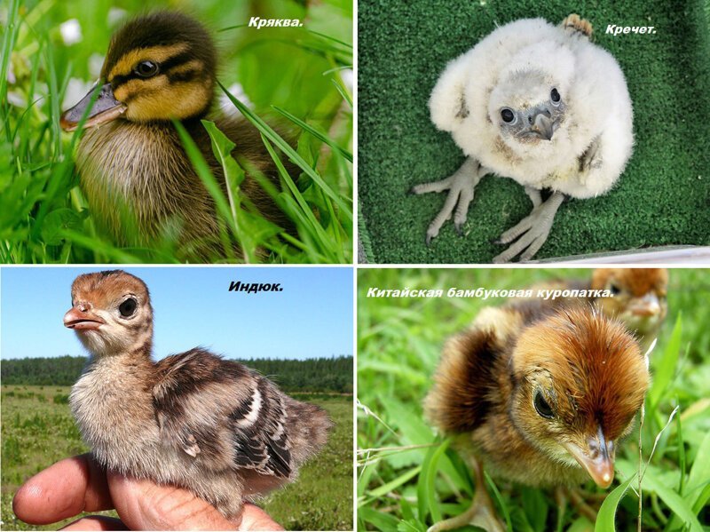 Как выглядят птенцы разных видов птиц (49 фото)