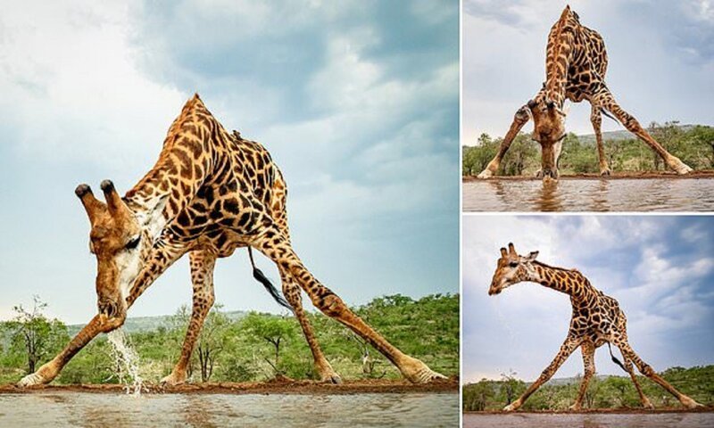 Жираф на водопое чуть не сел на шпагат (7 фото)