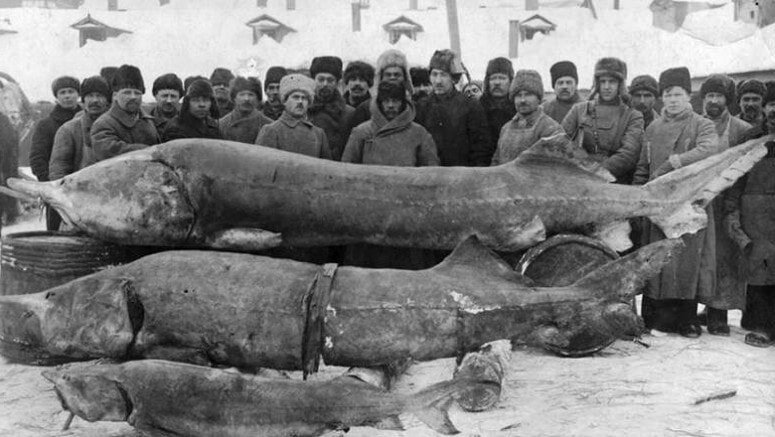 Самый большой лещ в России: история, размеры, рекорды