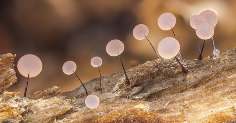 Завораживающие макроснимки, посвященные красоте крошечных грибов (15 фото)