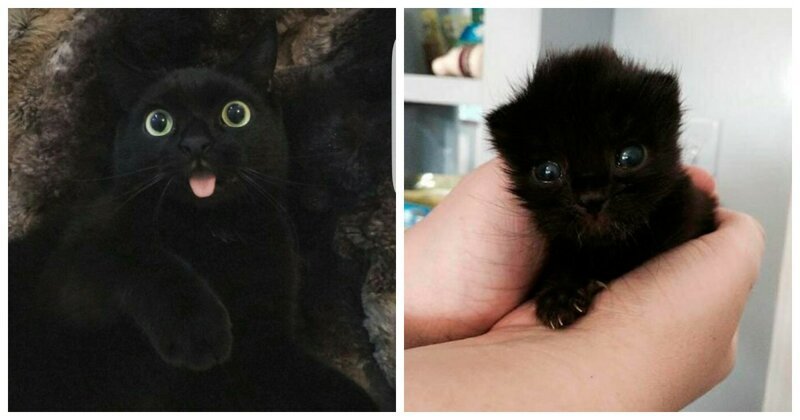 40 очаровательных фото-свидетельств, что черных кошек не стоит опасаться (41 фото)