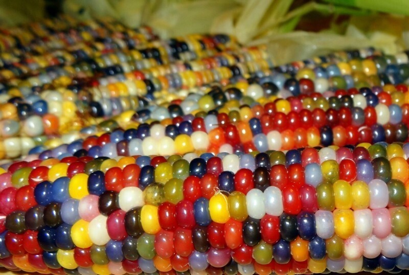 Разноцветная кукуруза (27 фото)