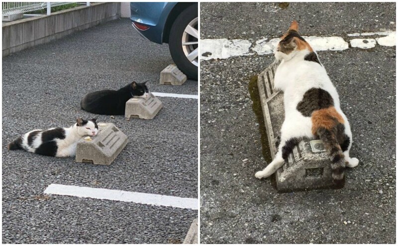 Кошки, спящие на парковочных барьерах - милота! (13 фото)