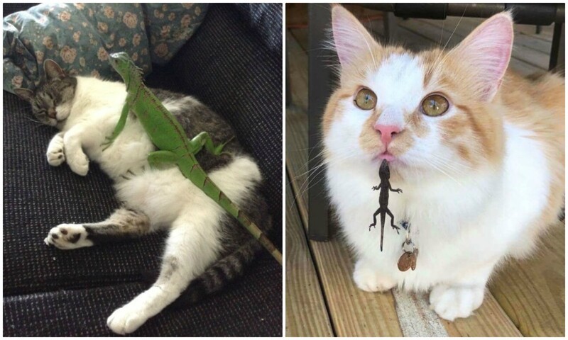 40 смешных фото, показывающих всю суть отношений кошек и ящериц (41 фото)
