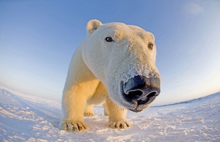 Лицом к лицу с белым медведем (14 фото)