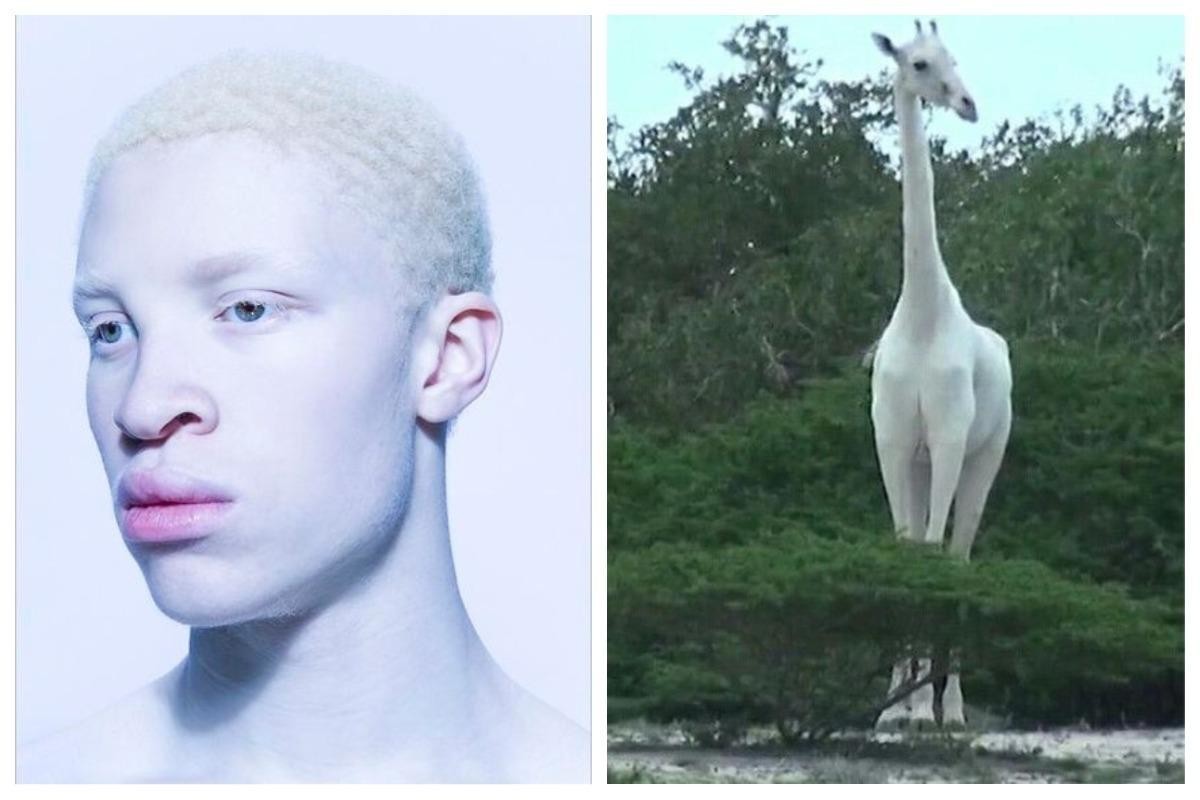 Гибель животных альбиносов в дикой природе. Альбиносы люди и звери. Пльбиносв обди и животные. Альбиносы люди у животных.