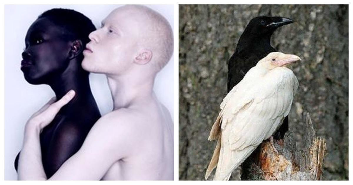 Гибель животных альбиносов в дикой природе. Альбинизм генная мутация.