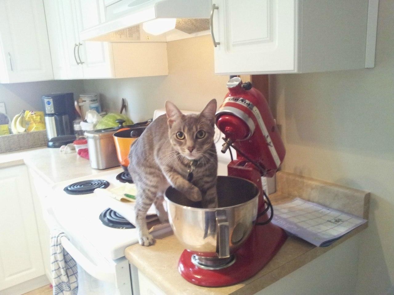 Коты, которые не могут пройти мимо еды хозяев (12 фото)