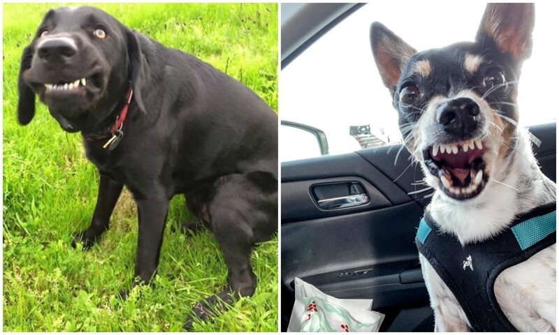 Умора: 30 неудачных фото собак, которые не должны были попасть в сеть (31 фото)