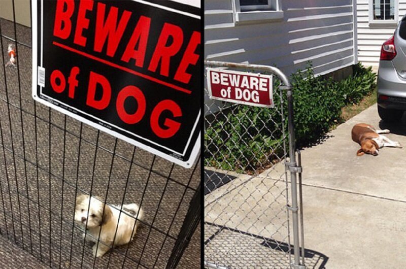 Осторожно, злая собака! (20 фото)