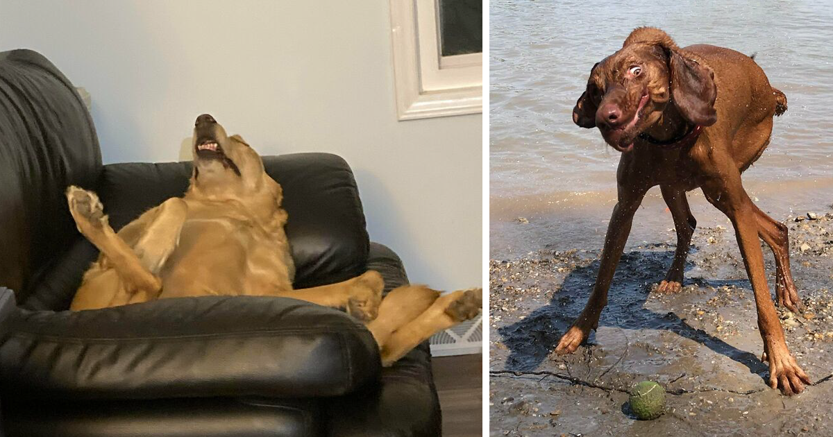 «Помогите, мой пес сломался!»: 40 собак, которые любят почудить (41 фото)