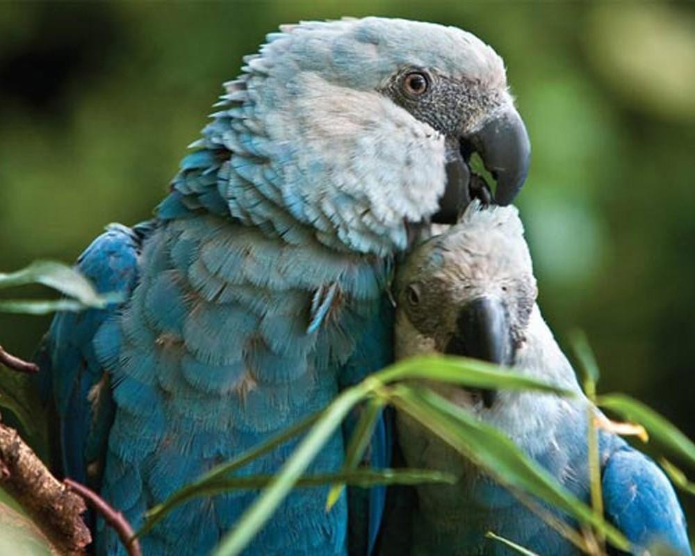 Голубей попугаев. Cyanopsitta spixii. Голубой ара Спикса. Ара Спикса попугай. Голубой ара ареал обитания.