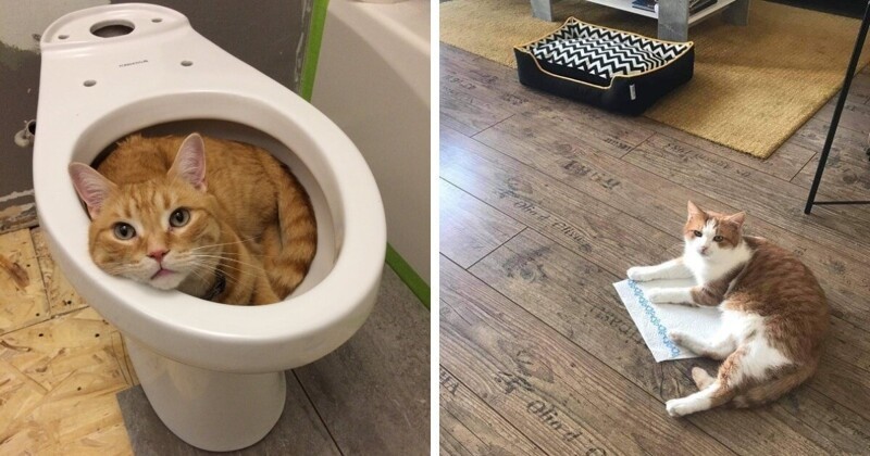 20 фотографий котов, которые спят где угодно, но только не на своих лежанках (21 фото)