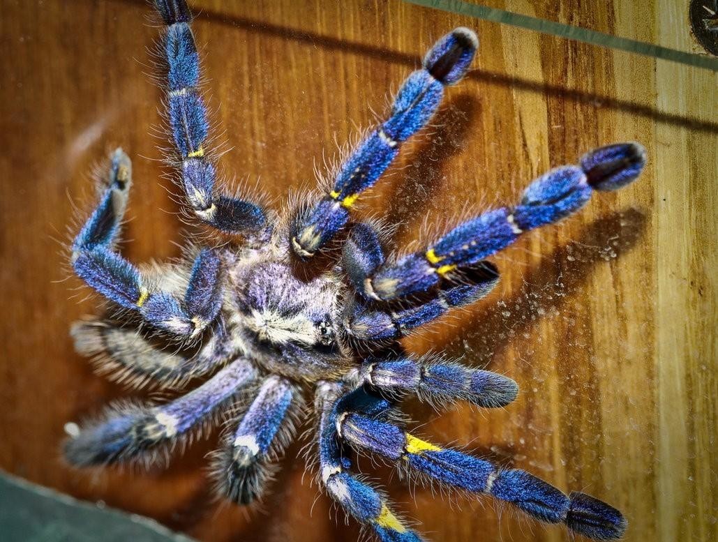 Синий паук. Пецилотерия металлика. Паук птицеед Poecilotheria Metallica. Poecilotheria Metallica паук. Птицеед металлика.