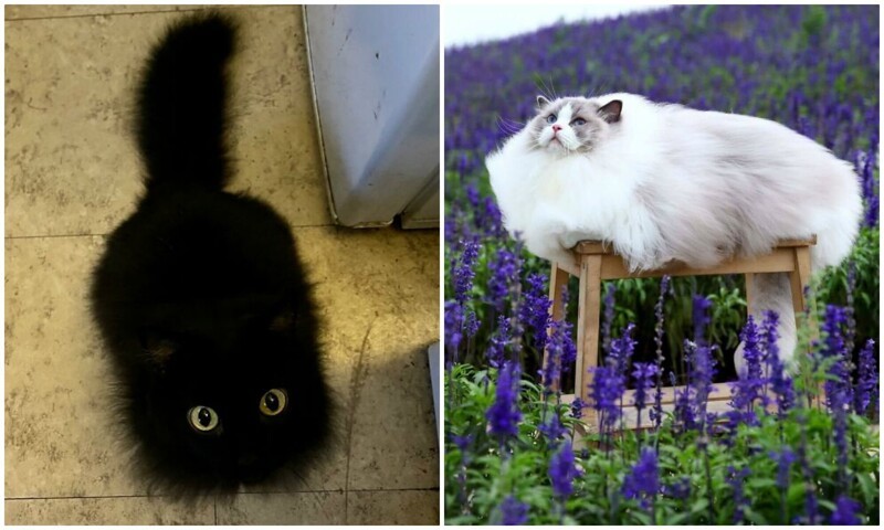 Его величество кот: 30 пушистых котеек, которые своруют ваше сердце (31 фото)
