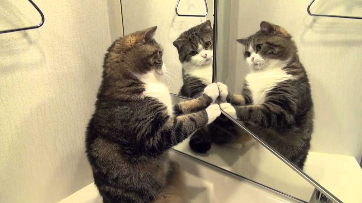 Что думают разные животные, когда видят себя в зеркале? Зеркальный тест (6 фото)