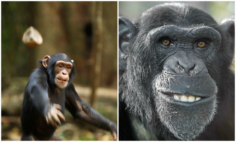 Почему шимпанзе кидаются своими кучками? (6 фото)