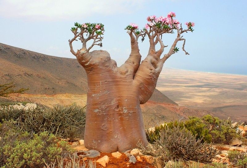 Ядовитая роза пустыни - прекрасная и опасная (6 фото)
