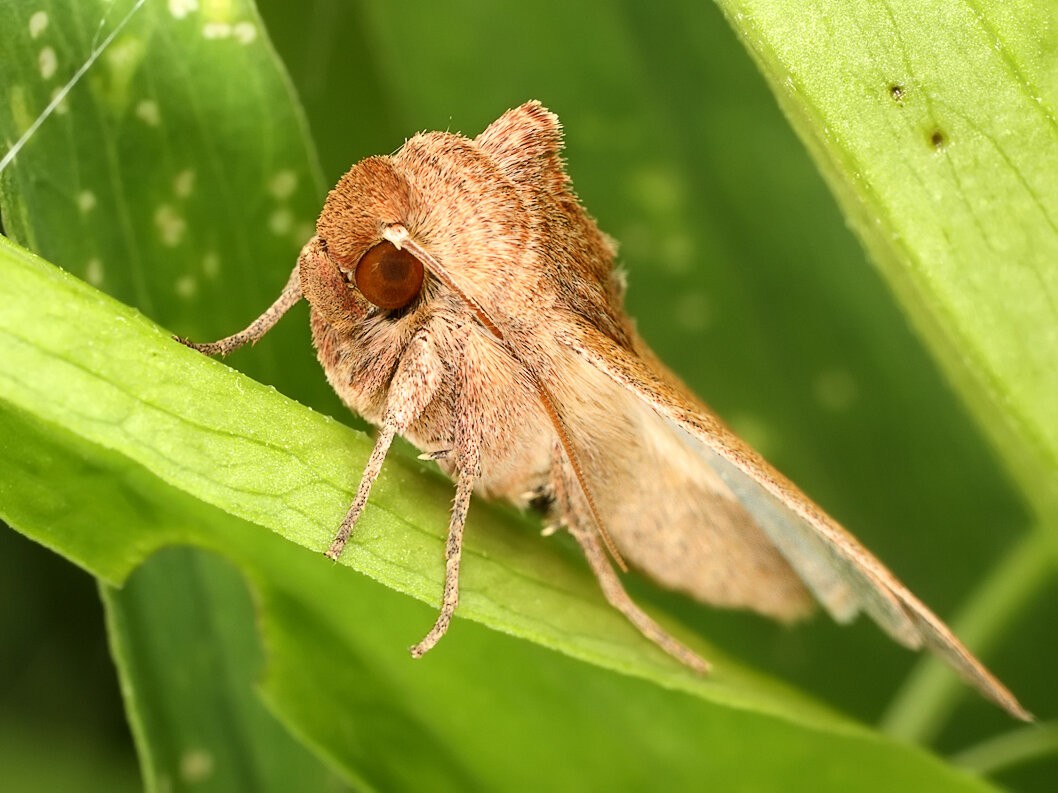 Слизневидка: Бабочка, играющая на контрастах. Скучный взрослый и невероятные гусеницы безумных форм (6 фото)