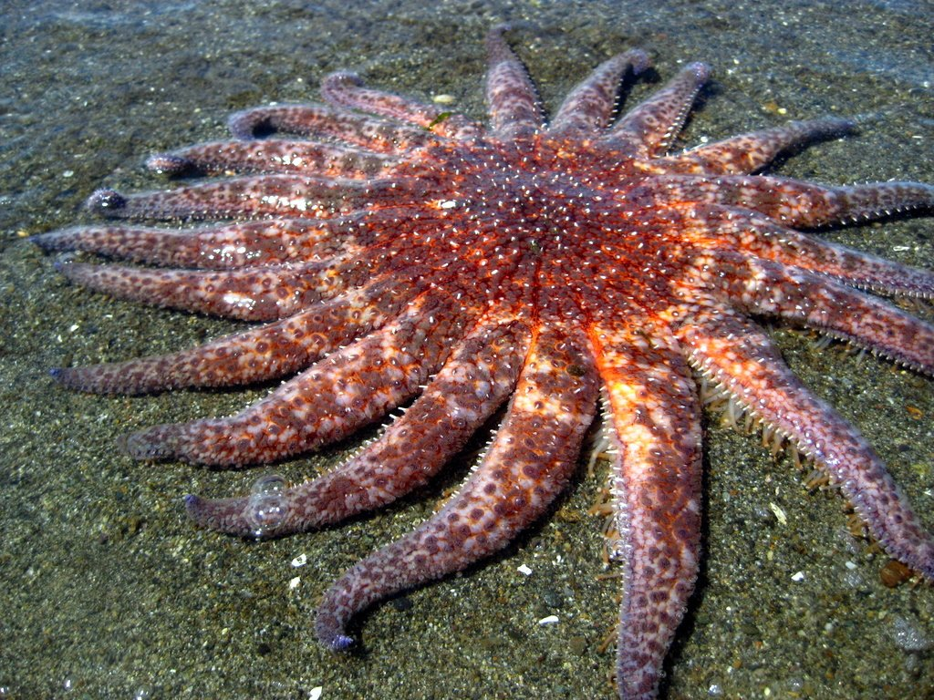 Пикноподия: Крупнейшая морская звезда ещё и самая быстрая. Без неё океан обречен на порабощение морскими ежами (8 фото)