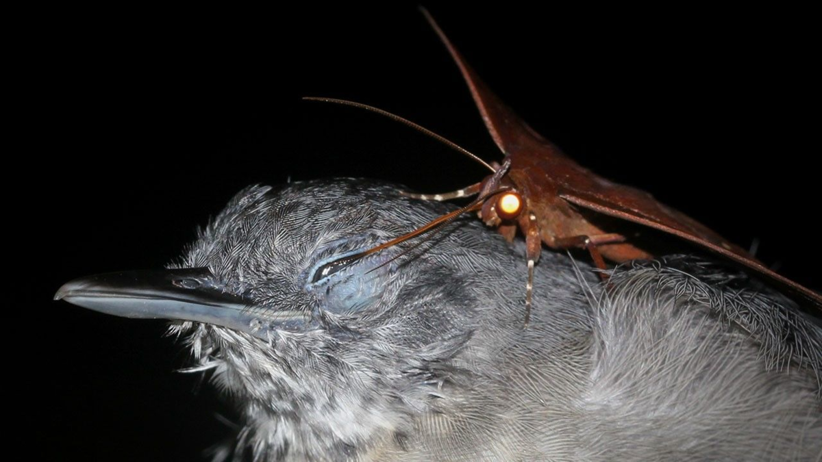 Горгона макарея: «Питается чужими страданиями». Зачем мрачная бабочка пьёт слёзы других животных? (6 фото)