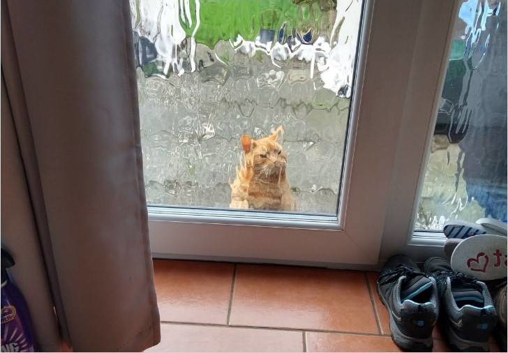 Мой дом, не мой кот: фото о котах, которые гуляют по чужим домам (14 фото)