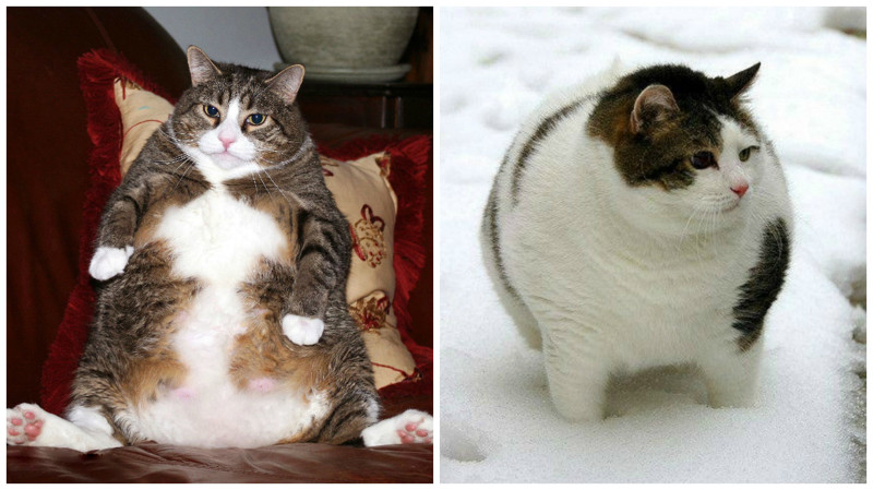 19 фотографий толстых котиков, которые сделают ваш день лучше (20 фото)