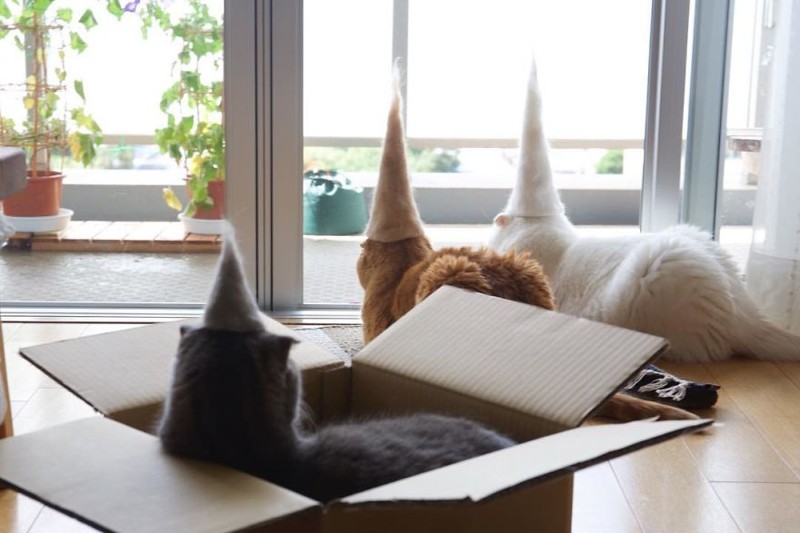Уморительные кошки в валяных шапках (13 фото)