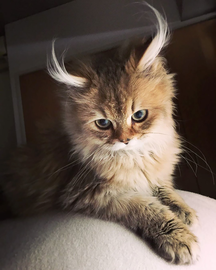 10 самых красивых на Земле кошек (10 фото)