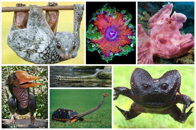 20 невероятно странных животных нашей планеты (22 фото)