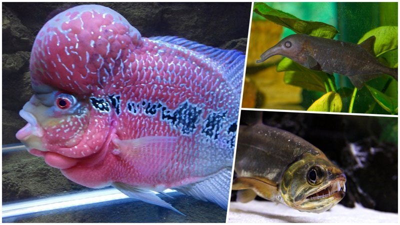 Самые странные и необычные аквариумные рыбы (21 фото)