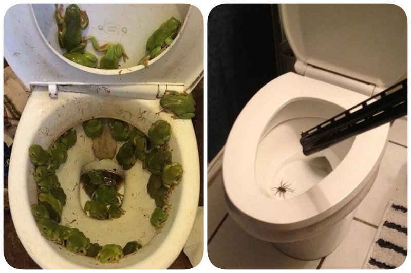 13 неожиданных находок в туалете, от которых реально не по себе (14 фото)