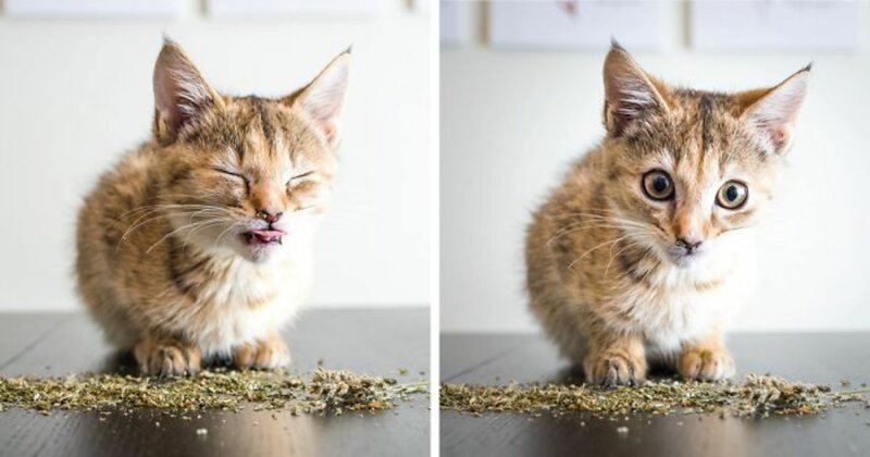 Как выглядят коты под воздействием кошачьей мяты: 15 забавных фотографий (16 фото)