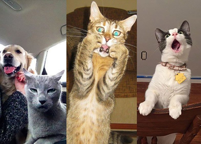 Коты, по которым Оскар плачет (11 фото)