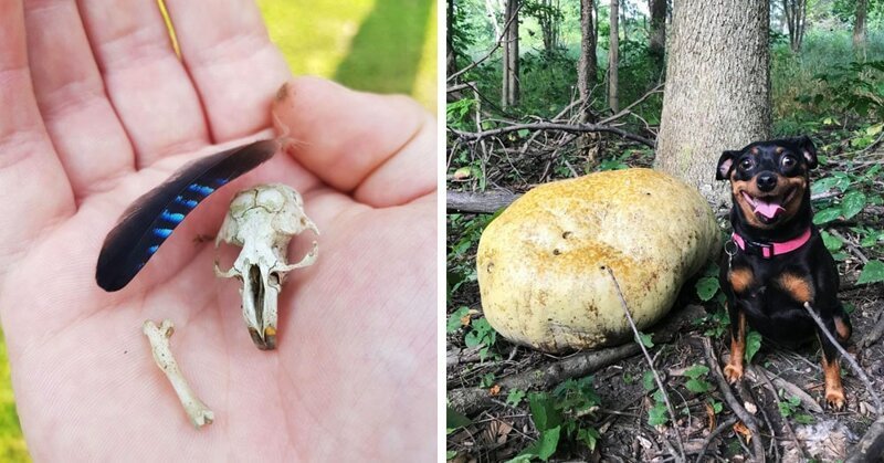 18 необычных и даже жутких вещей, которые люди обнаружили, прогуливаясь по лесу (19 фото)