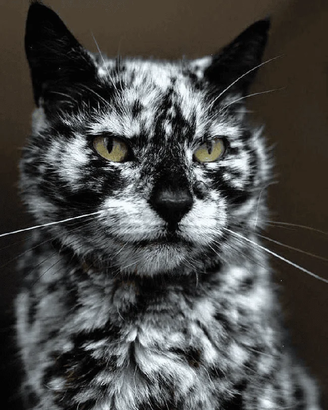 Кот скрэппи мраморный